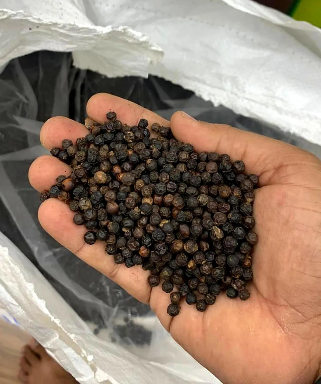 Black peppercorns held in an open hand